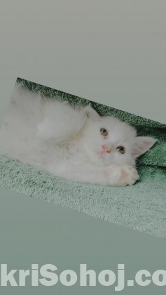 Pure persian long coated male cat